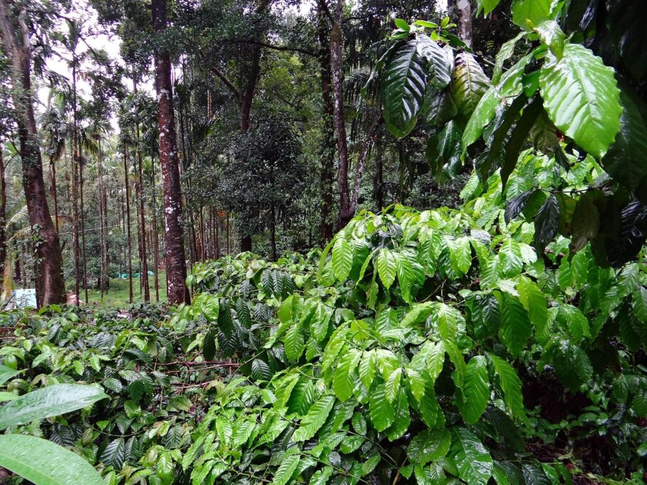 coffee plantation, coffea robusta, madikeri-345367.jpg